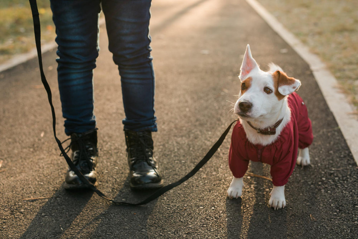 Walking a dog