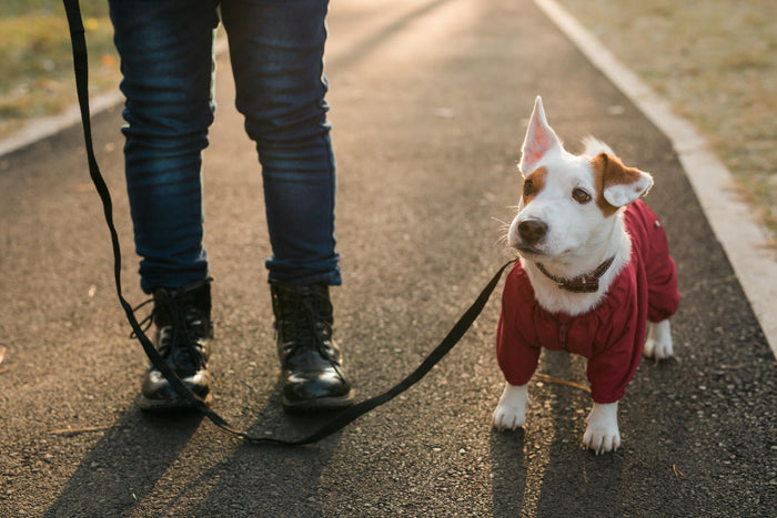 Walking a dog