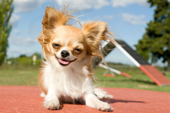a happy puppy walking out