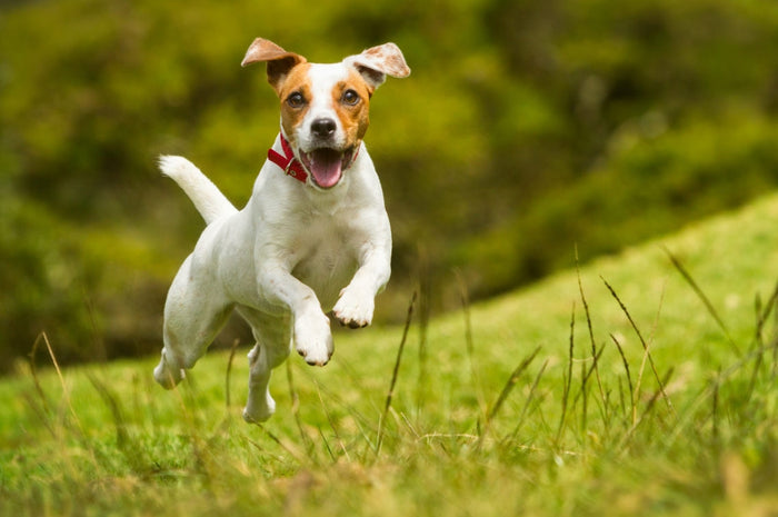 A corkie dog jumping off 