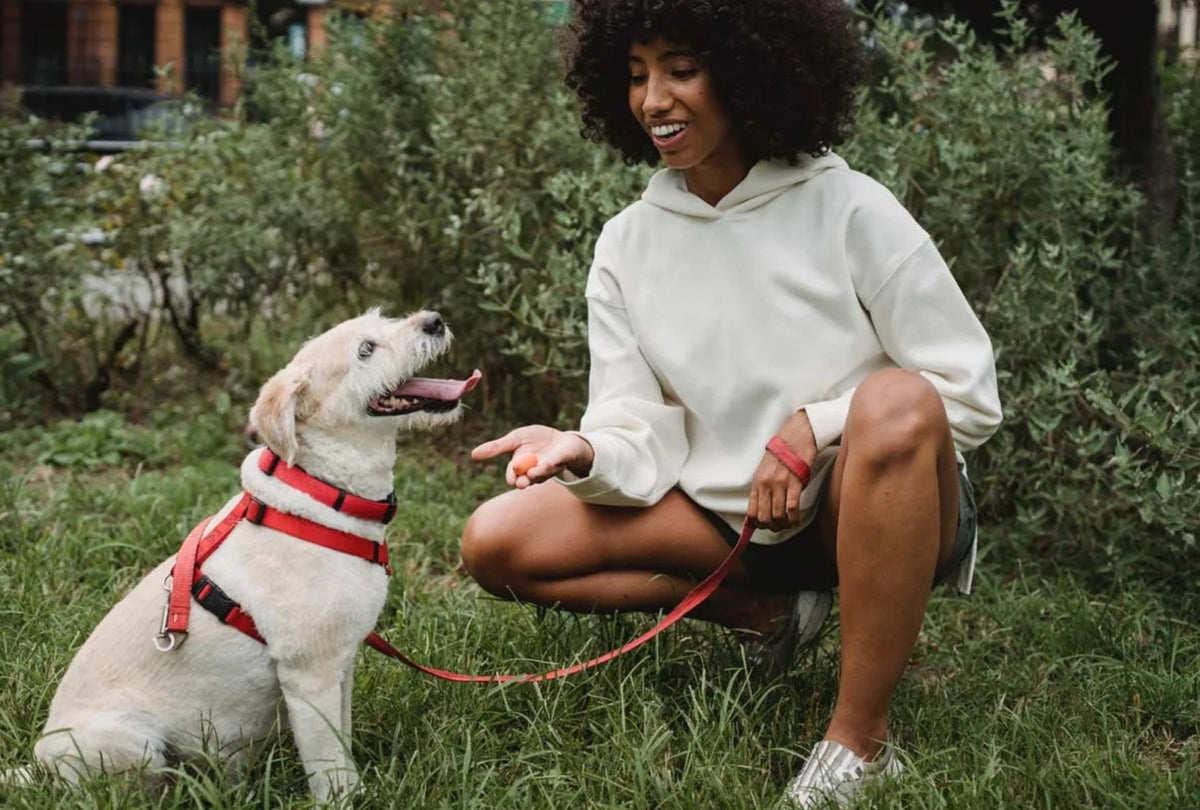 Training an adult dog