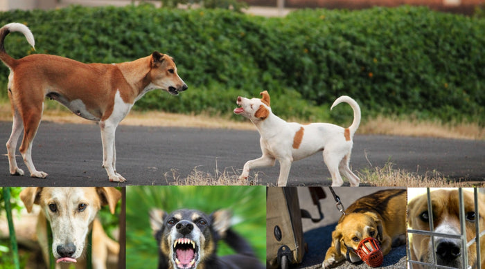 Reactive Dogs