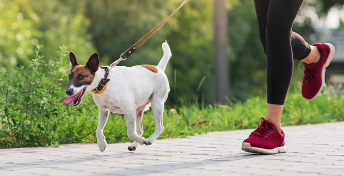 A running dog