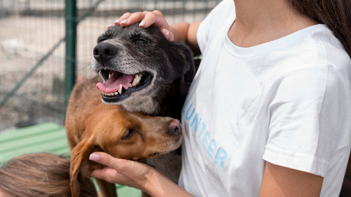 a rescue dog with a volunteer