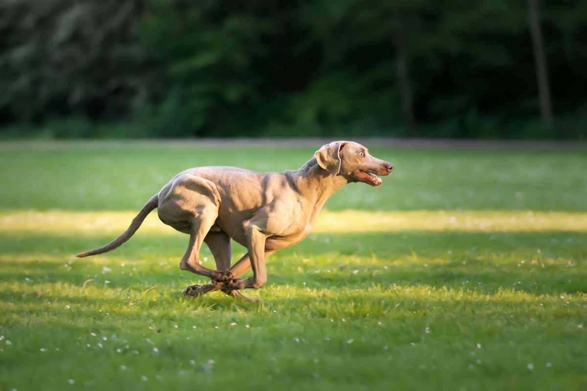 an adorable brown Weimaraner dog