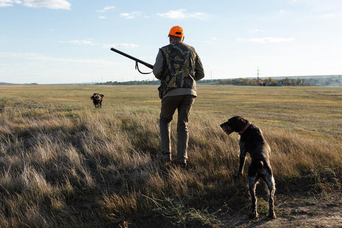 Mature man hunter with gun while walking on field with hunting dogs