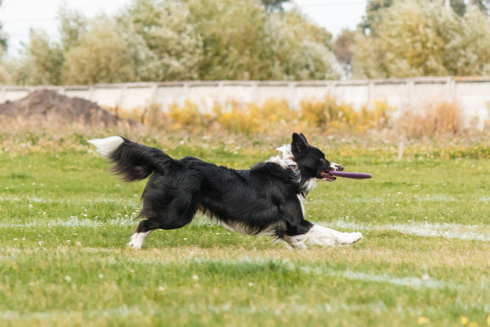 og catching flying disk in jump, pet playing outdoors 