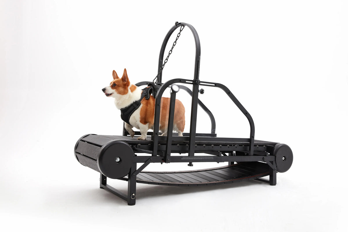 Best Treadmill for Dogs | Top Dog Treadmills for Exercise - Fitdogo

